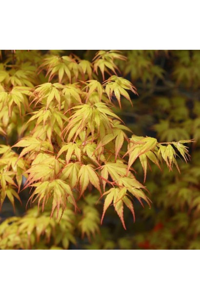 Красивий клен Катсура (Acer palmatum ’Katsura’). 